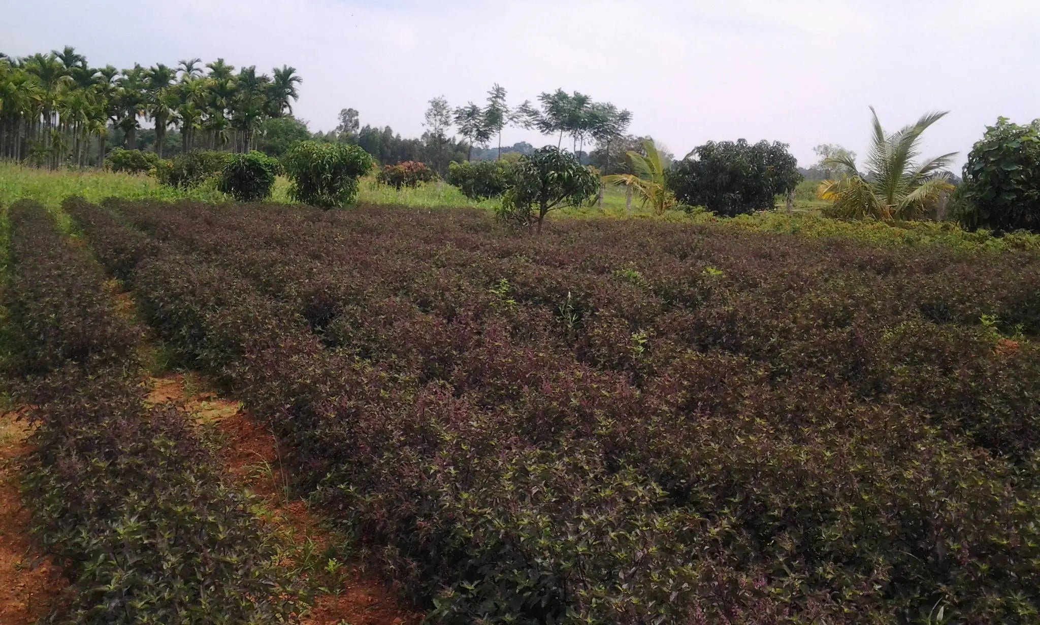 Certification for Environmental Management